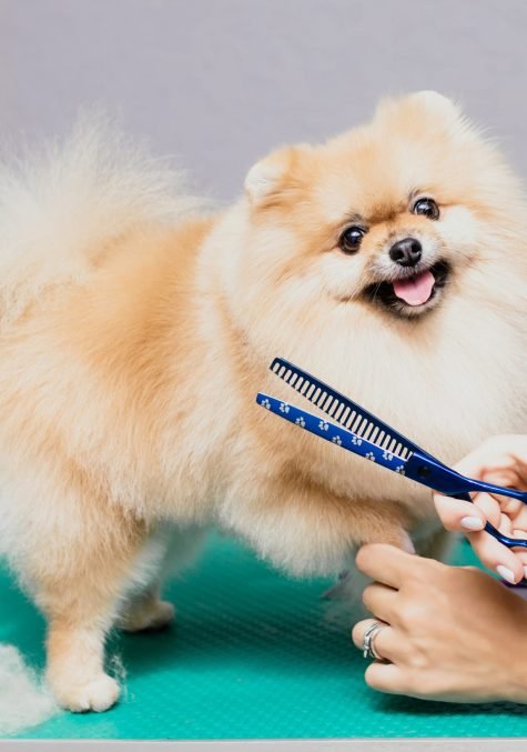 happy-cute-pomeranian-dog-getting-groomed-salon